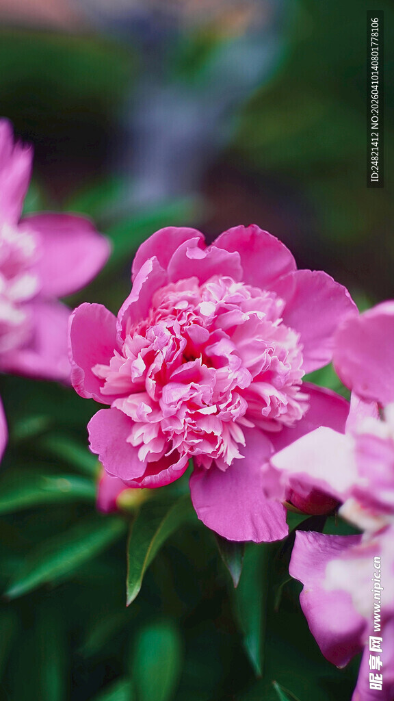 娇艳绽放的粉色芍药花