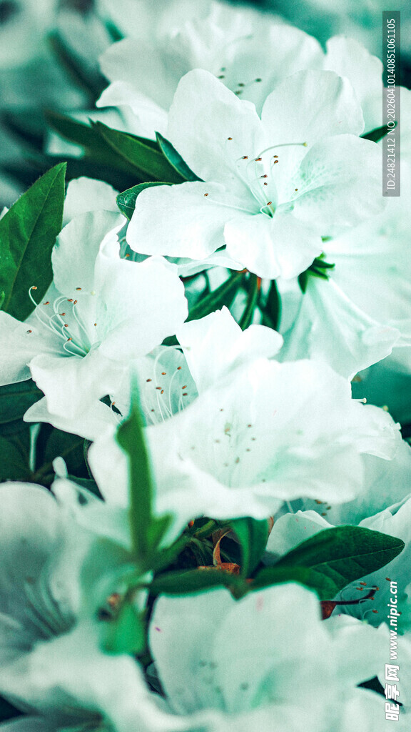 清新白色杜鹃花绽放