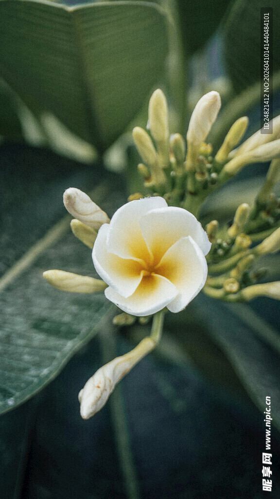 白色鸡蛋花绽放
