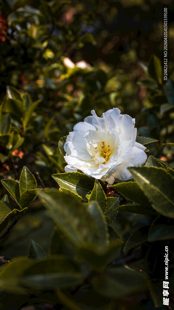 白色山茶花绽放于绿叶间