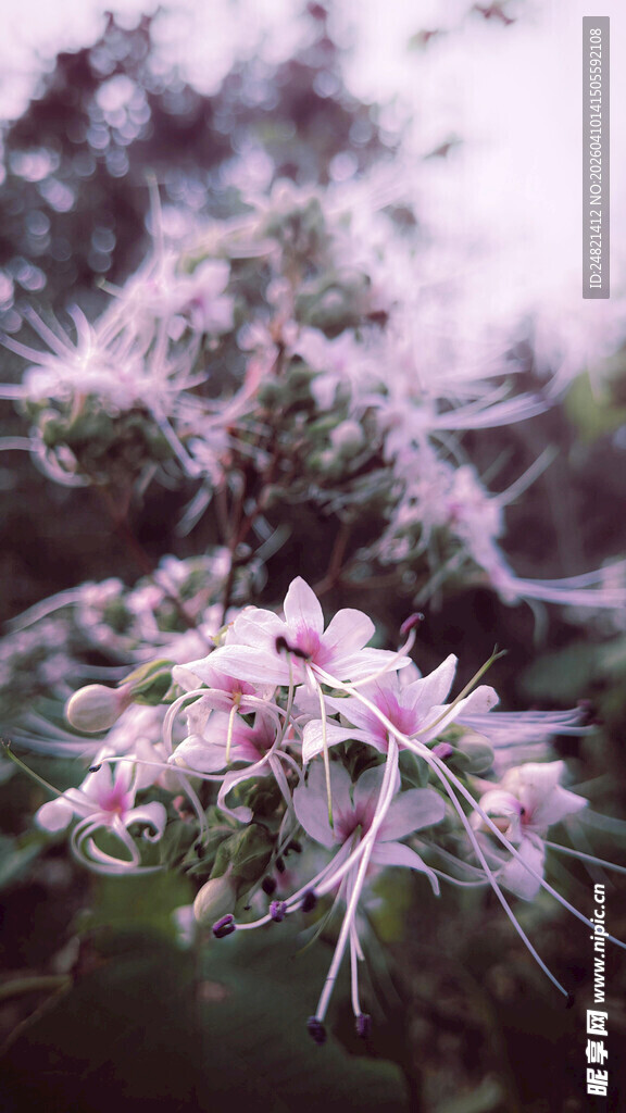 粉色柔美花卉特写