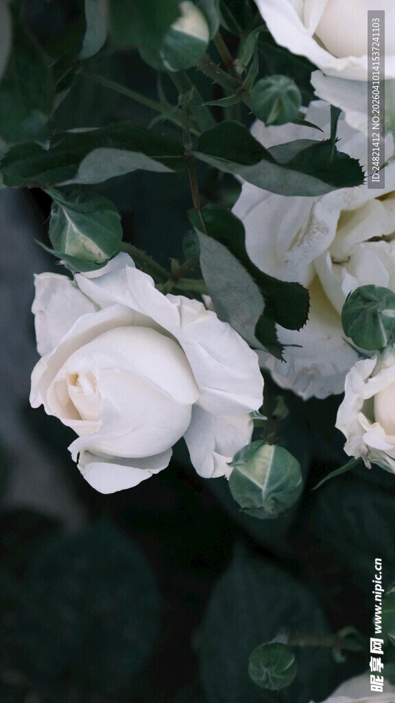 洁白茶花绽放绿叶间