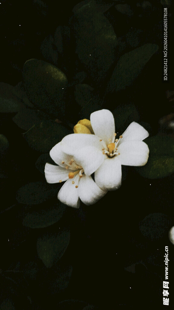 三朵素雅小白花