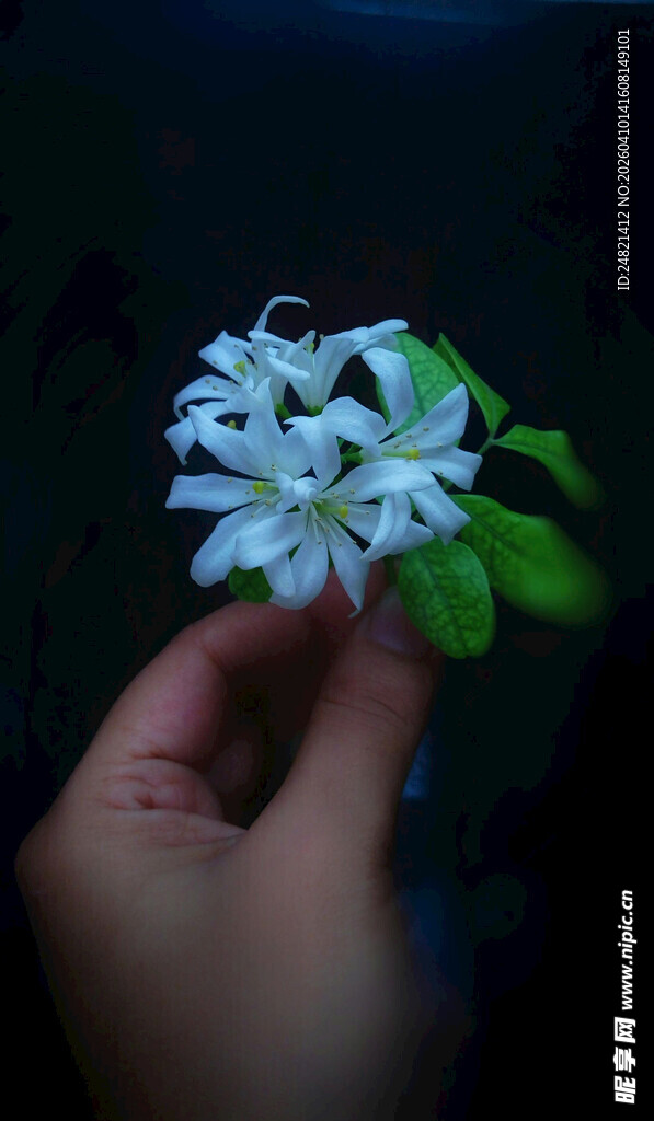 手捧素雅小白花