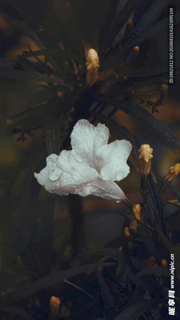 洁白绽放的美丽杜鹃花