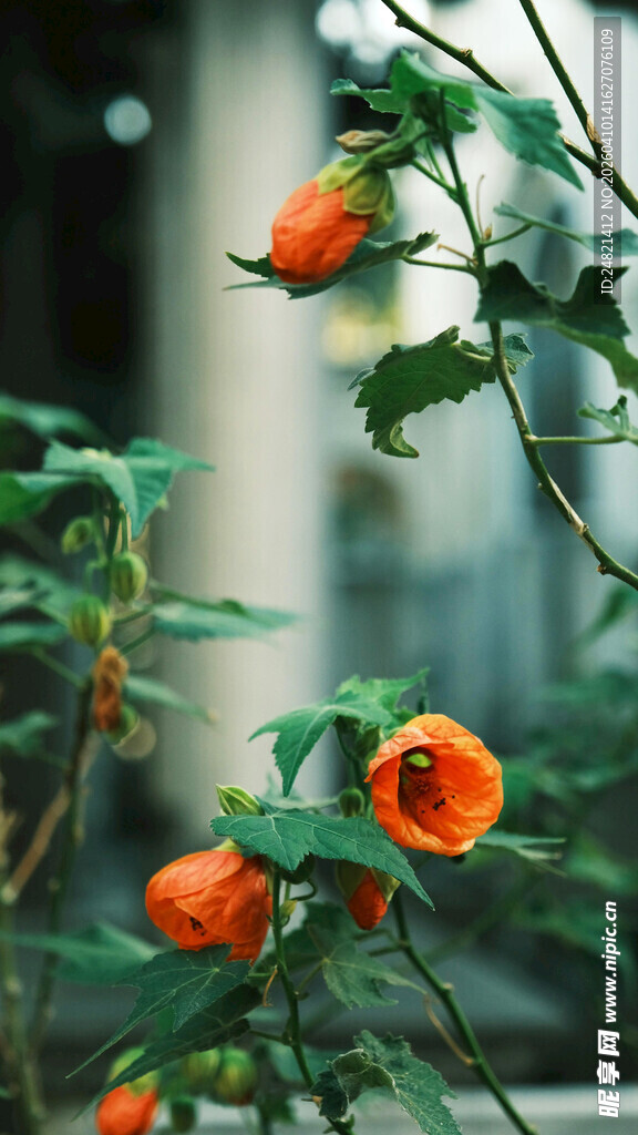 橙花绿叶植物特写
