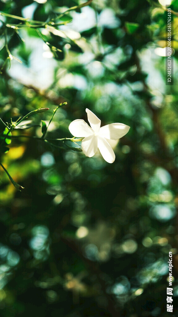 绿叶间的白色蝴蝶