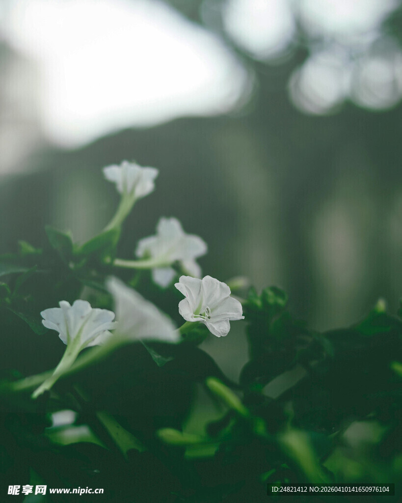 清新白色小花绽放