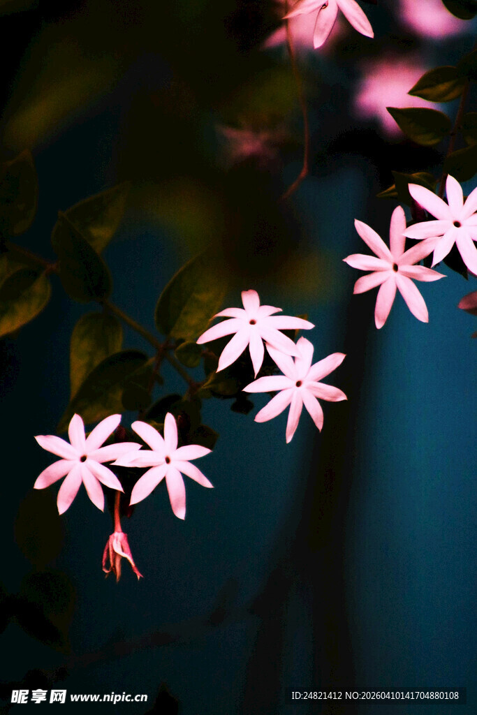 粉色星状花朵垂挂枝头