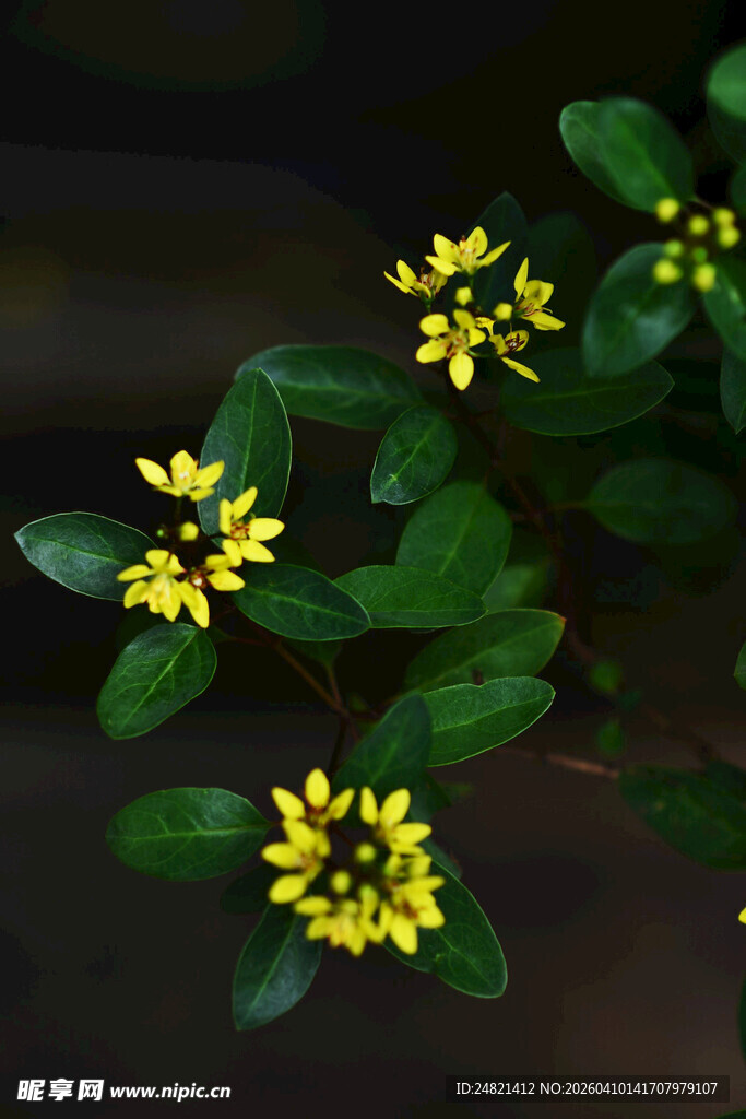 小黄花绿叶植物特写