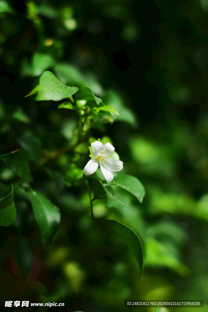 绿叶丛中的白色小花