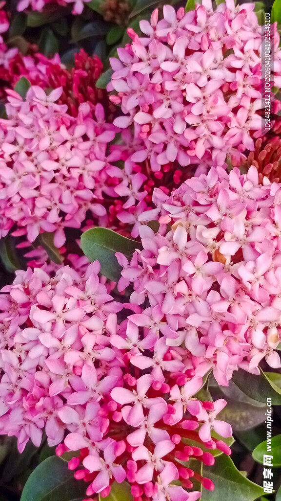 娇艳粉色繁星花绽放