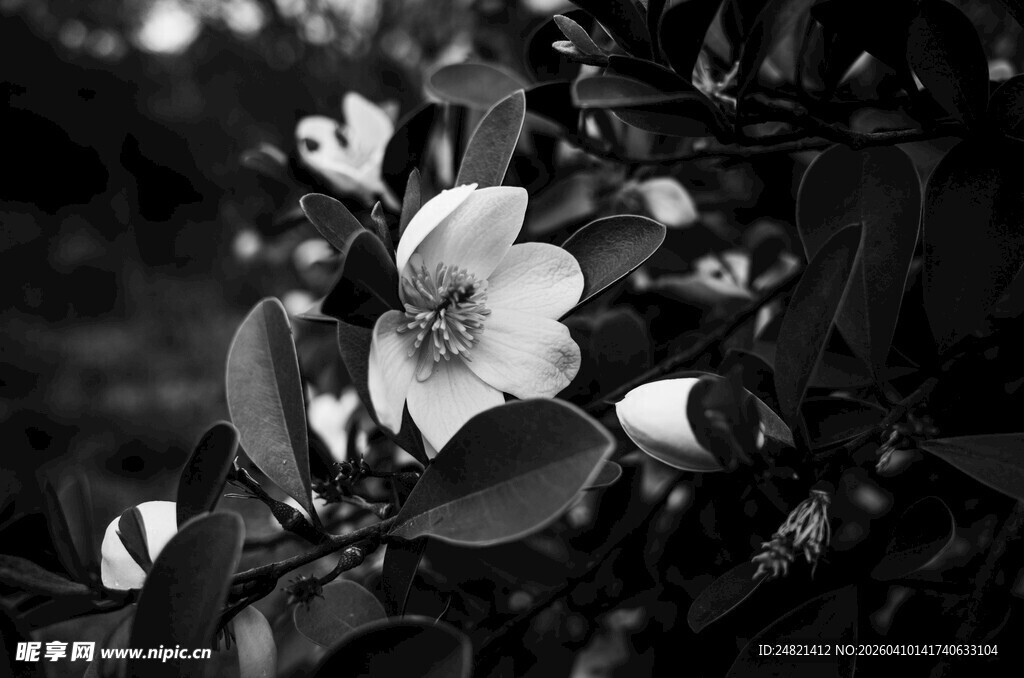 黑白花卉特写