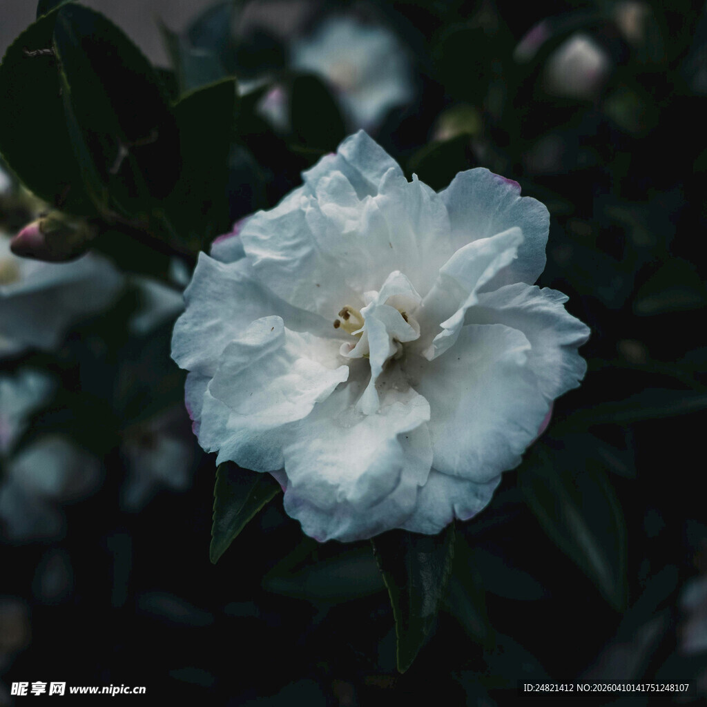 洁白绽放的美丽山茶花