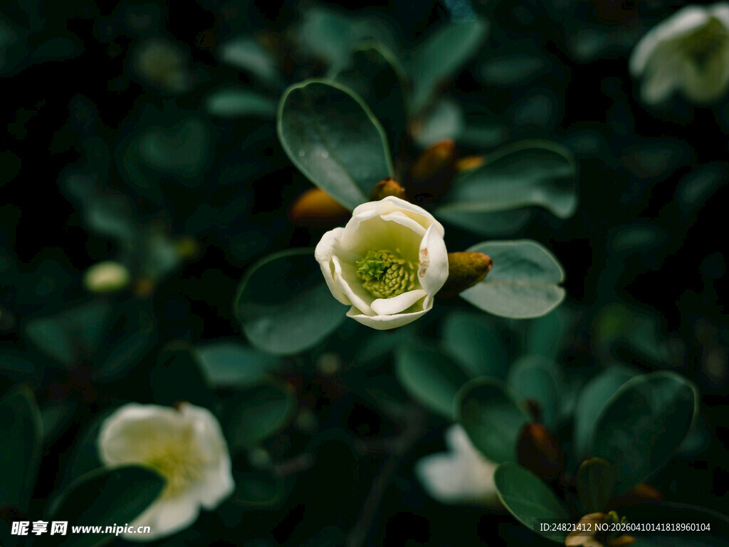 白色花朵绽放绿叶间