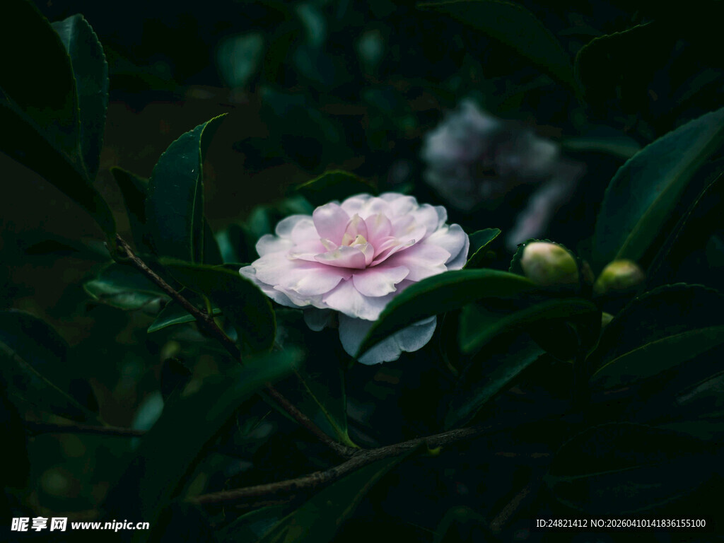 粉色娇艳山茶花绽放