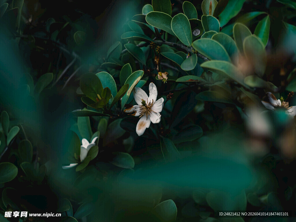 绿叶间绽放的素雅花朵