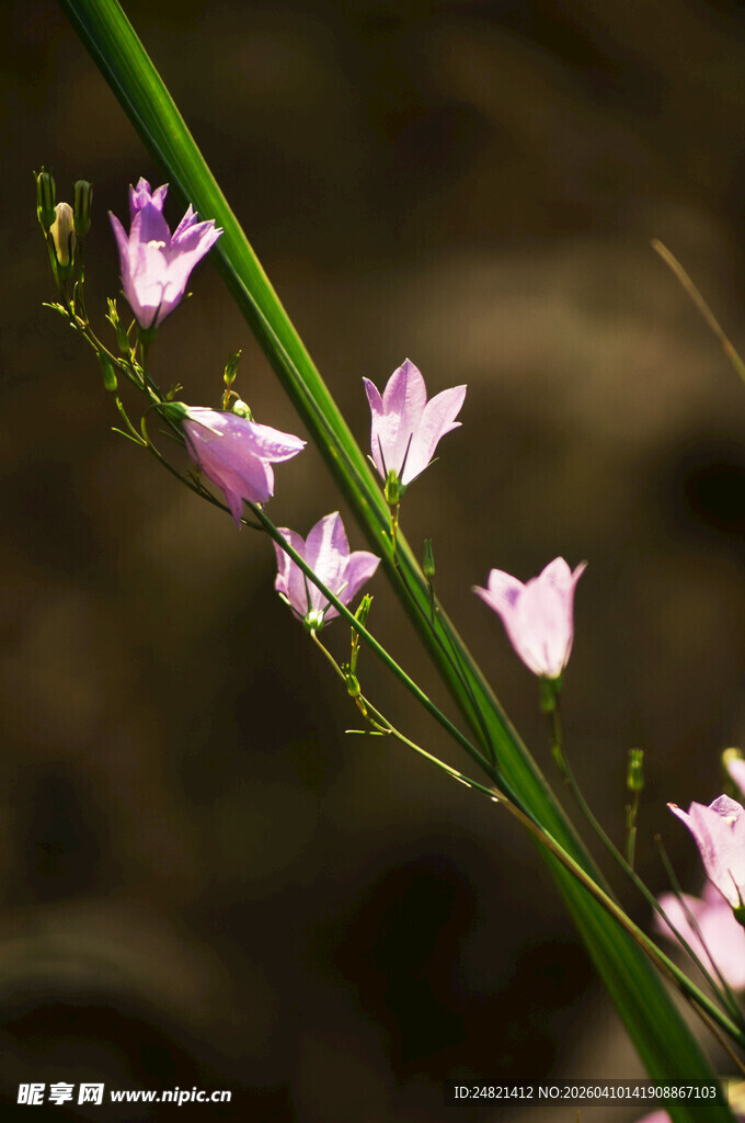 粉色铃铛花特写
