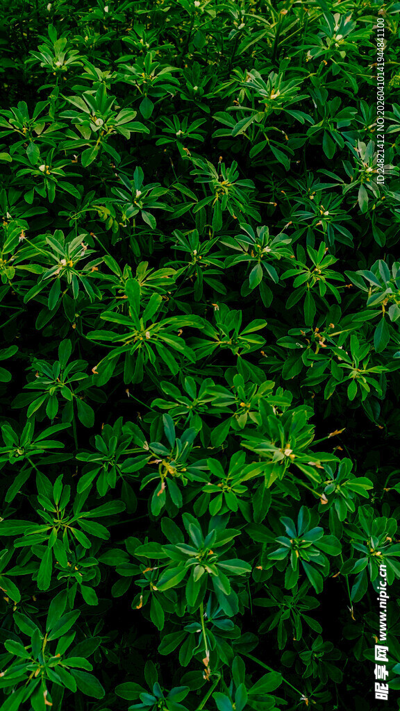 茂密绿植景观