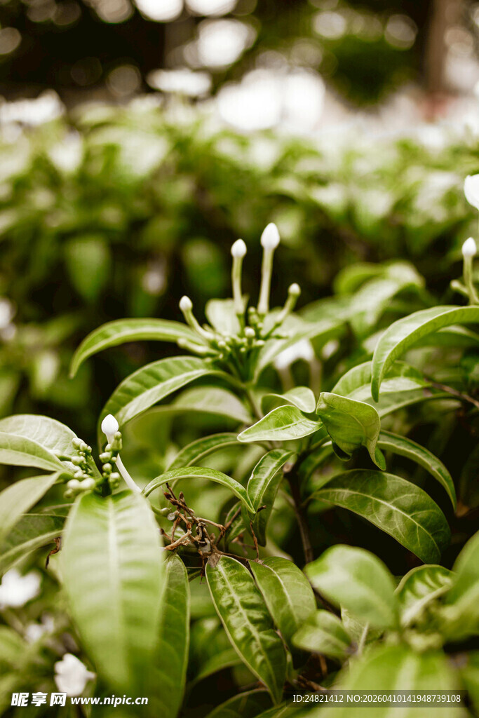 翠绿繁茂的生机植物