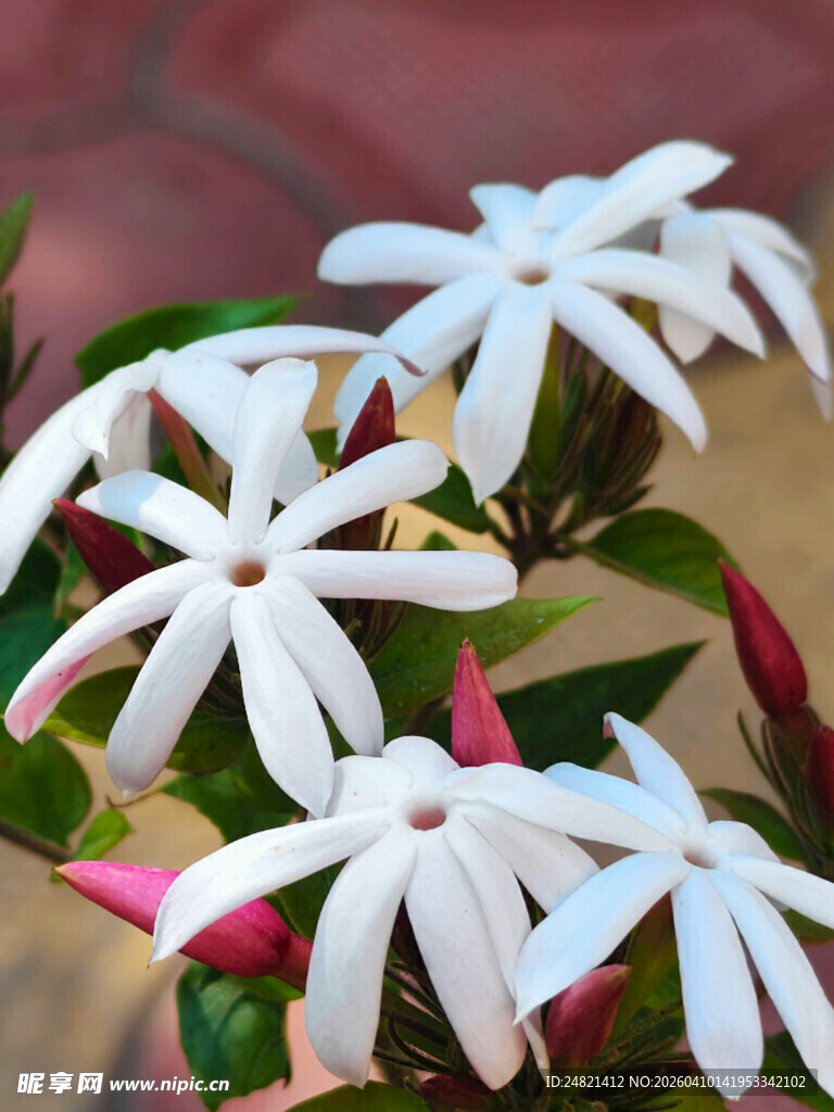 洁白素雅的茉莉花绽放