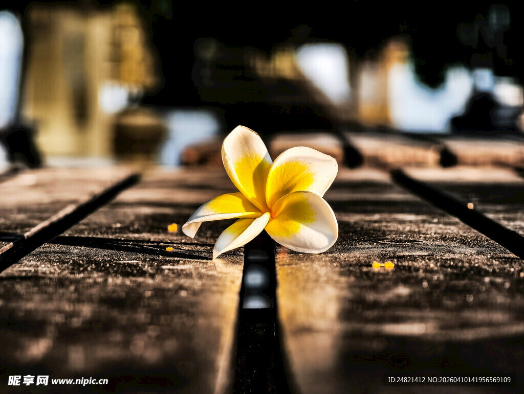 木桌上的单朵鸡蛋花