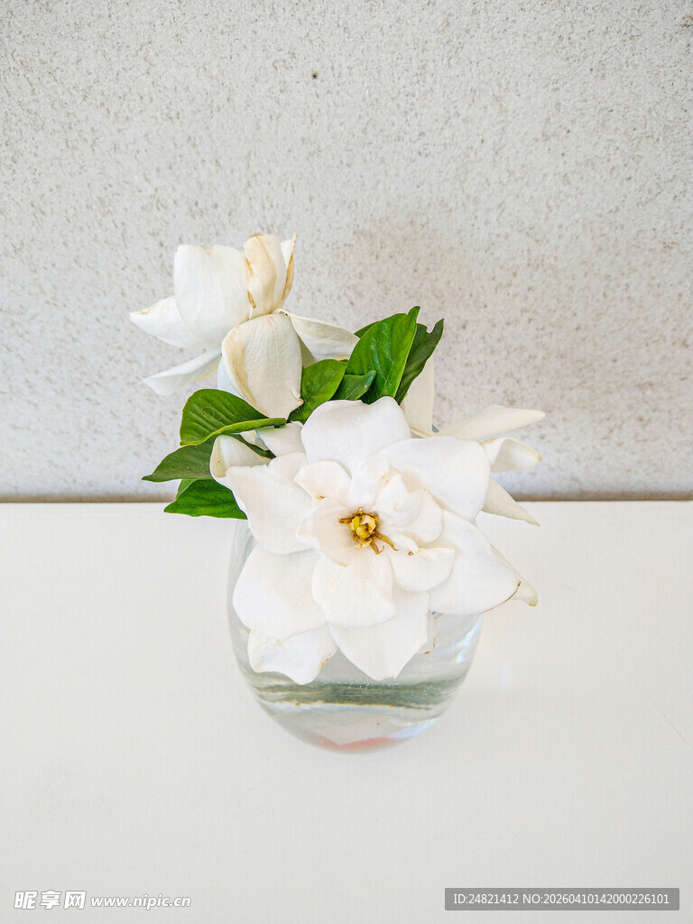 玻璃杯中绽放的白色花朵
