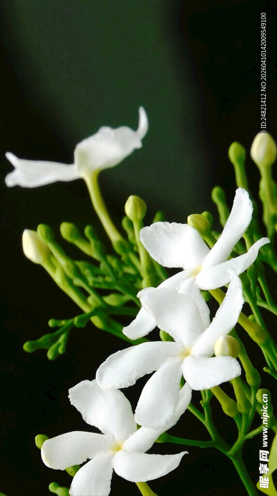 清新素雅的白色茉莉花
