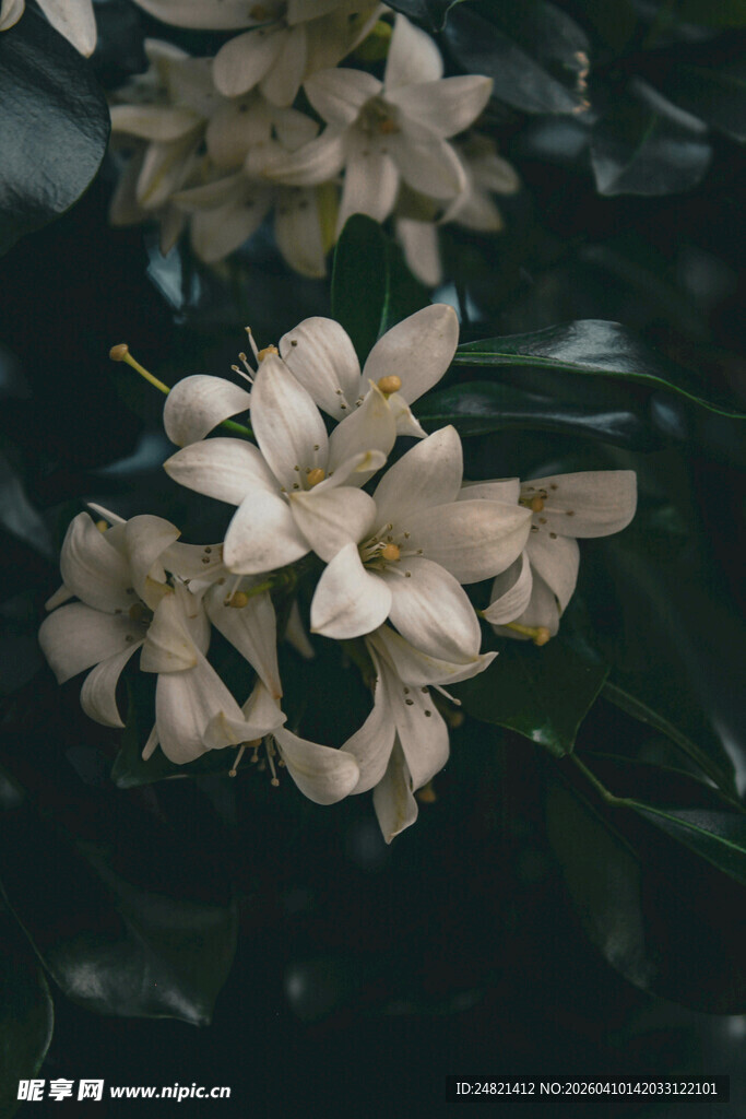 素雅栀子花绽放