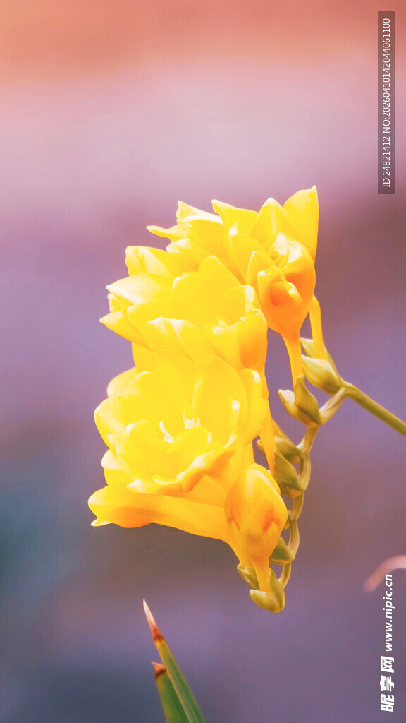 带露黄花娇艳欲滴