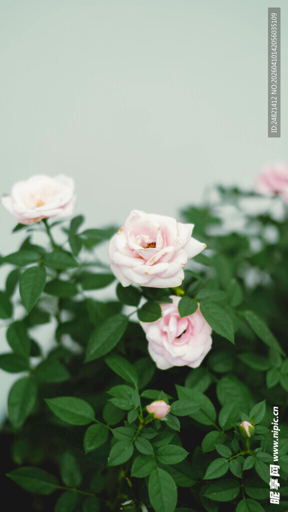 清新绽放的粉色月季花