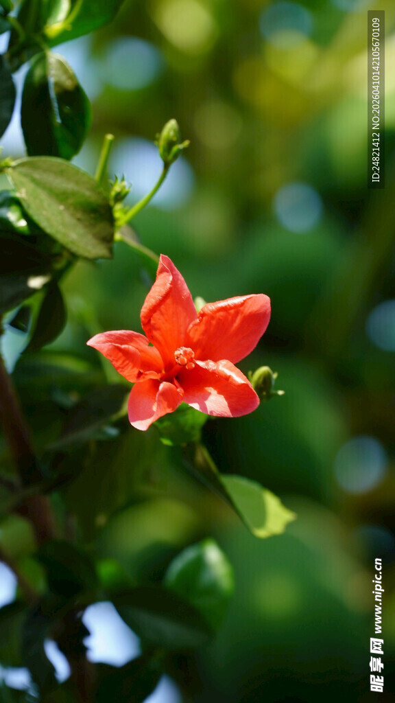 娇艳红花绽放绿叶间