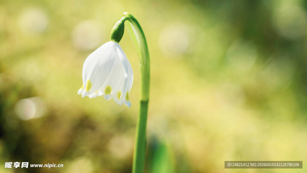 铃兰花特写