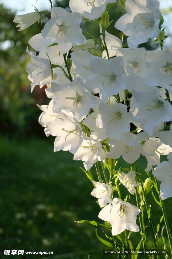 白色风铃草绽放于绿野