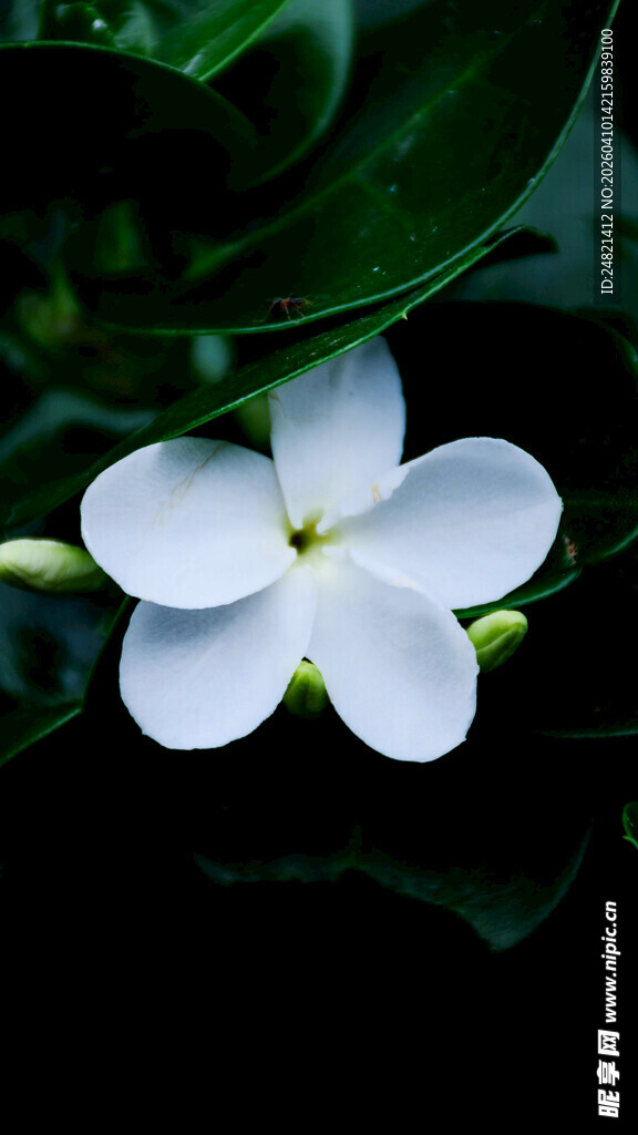 素雅鸡蛋花绽放