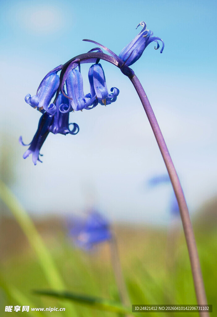 蓝铃花特写
