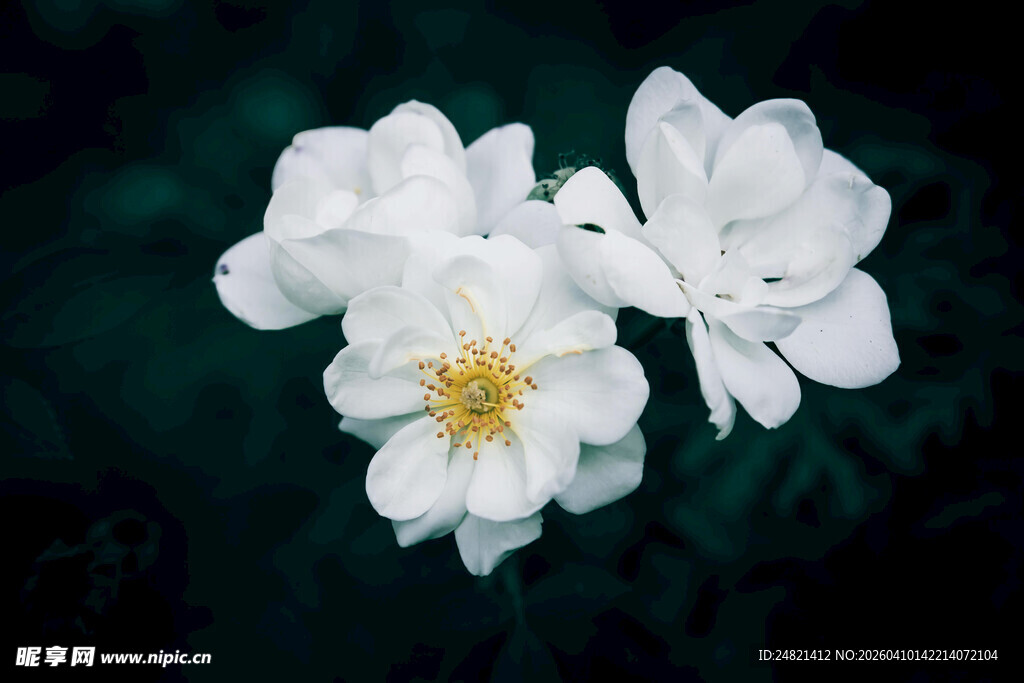 洁白绽放的娇艳花朵