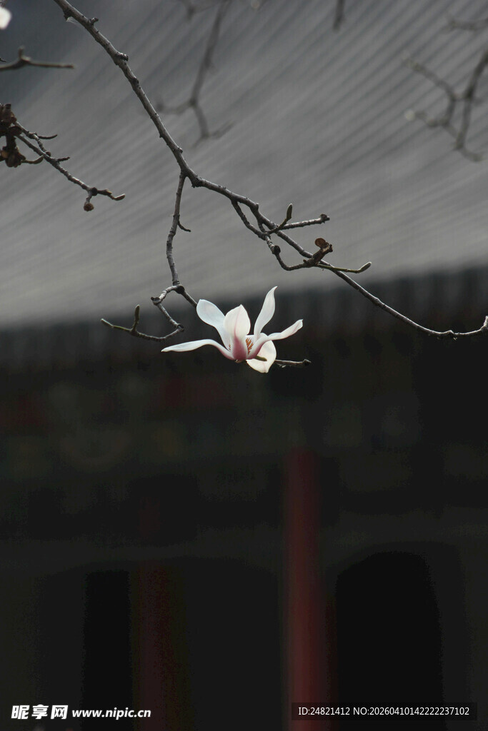 窗前玉兰花枝俏