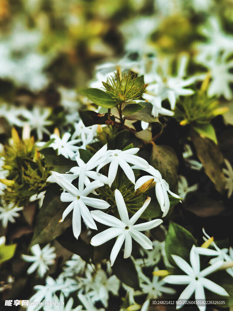 白色小花簇拥的清新景致