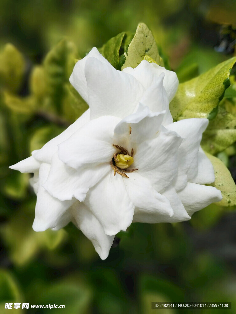 洁白栀子花绽放