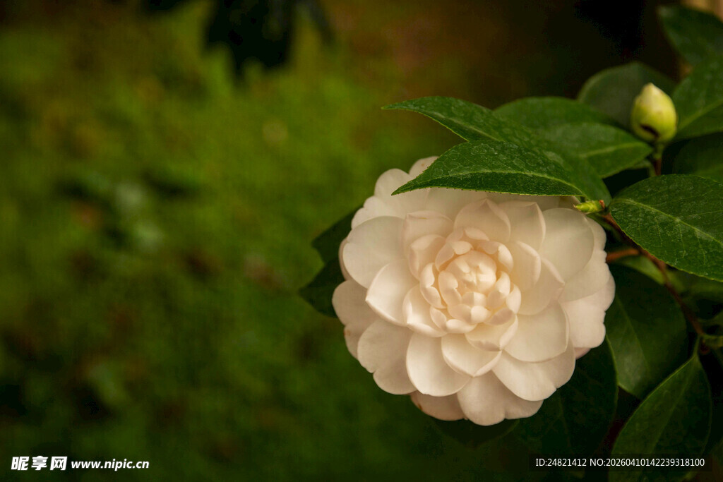 白色山茶花特写