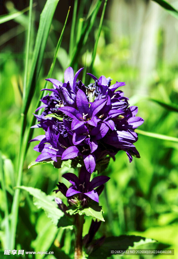 紫色花朵绽放于绿草间