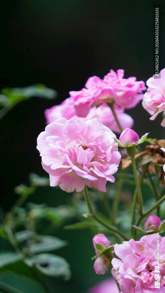 娇艳粉色月季花绽放