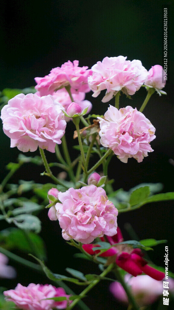 粉色娇艳月季花绽放