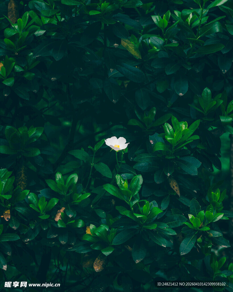 绿叶丛中一朵白花