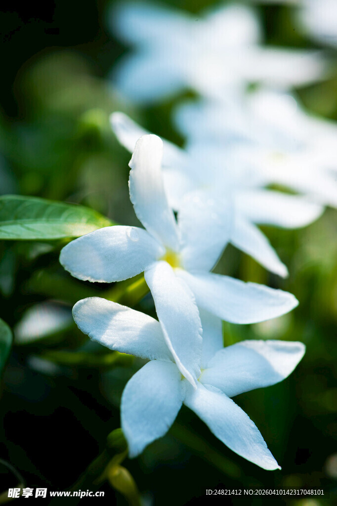 清新白色小花绽放绿意间