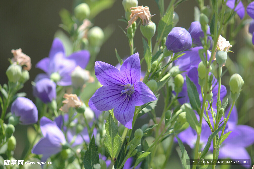 紫色风铃花绽放美景