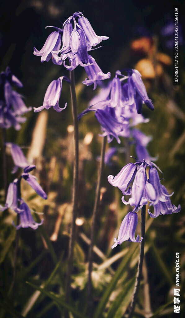 紫色铃兰花绽放美景