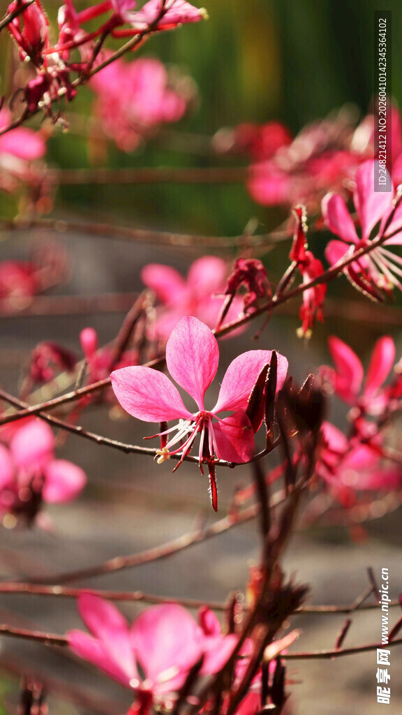 娇艳粉色花卉绽放画面