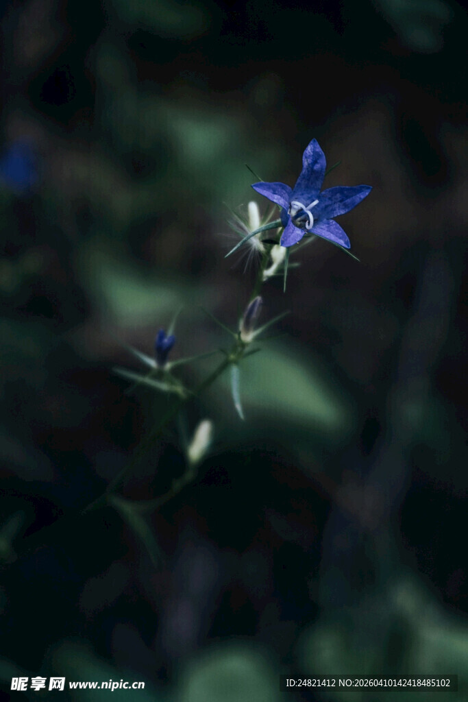 蓝色小花特写